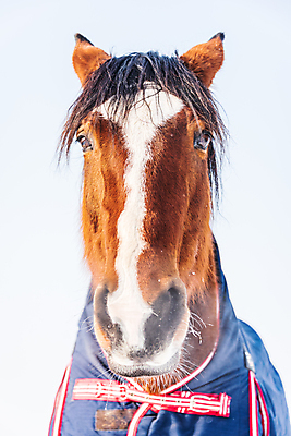 포토 JPG 해외이미지 동물 계절 겨울 밭 오렌지 포장 날씨 사람없음 야외 태양 농경지 갈색 걷기 맑음 가축 일몰 추위 안개 흰색 시골 닫기 옷입기 장면 동물상 눈내림 해외포토 자연요소 컬러 농업 과일 모션 눈_날씨 조형물 농장 노을 파일형식 이미지허브