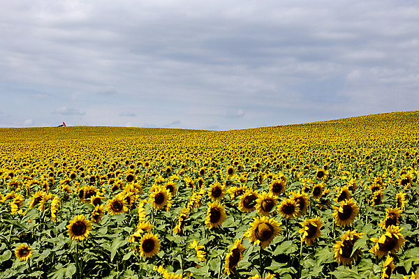 포토 JPG 해외이미지 주간 구름 하늘 해바라기 초원 사람없음 야외 해외포토 자연요소 꽃 파일형식 이미지허브