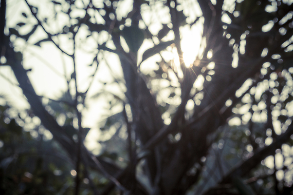 포토 JPG 해외이미지 나무 계절 백그라운드 단풍 자연 아침 추상 그림자 사람없음 빨간색 물 여름 빛 햇빛 태양 노란색 환경 맑음 검은색 일몰 안개 가을 흰색 신선 횡단보도 소프트포커스 숲 환경보전 질감 빛망울 삼림지대 해외포토 주간 자연요소 식물 컬러 잎 무늬 날씨 촬영기법 노을 보행로 사회이슈 생태계 파일형식 이미지허브