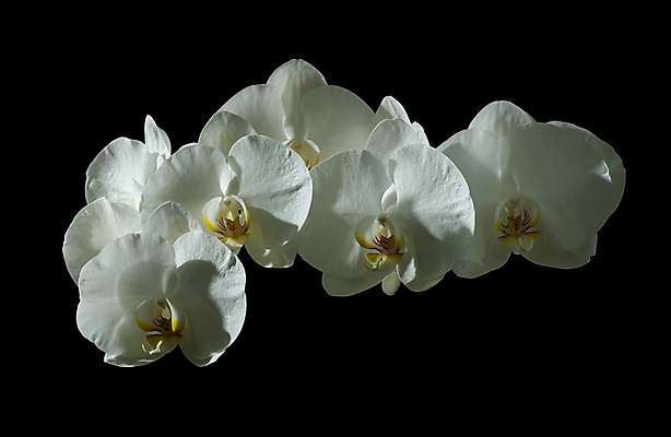 포토 JPG 해외이미지 식물 디자인 배너 꽃잎 꽃 화초 선 꽃다발 백그라운드 꽃무늬 패턴 사람없음 장식 빛 컬러풀 뷰티 검은색 스파 벚꽃 흰색 나뭇가지 신선 개화 난초 우아함 선택 오브젝트 질감 호접란 꿀 잡종 내추럴 고립 꽃수술 막자 영원 이국적 많음 카피스페이스 해외포토 나무 컬러 컨셉 무늬 공백 파일형식 이미지허브