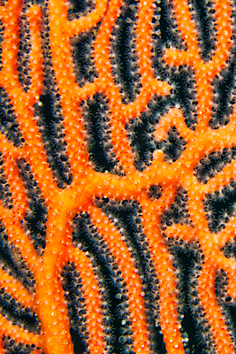 포토 JPG 해외이미지 동물 아시아 야생동물 바다 자연 휴식 사람없음 물 뷰티 환경 바닷속 수중 다양 산호 잠수함 생태계 다이빙 생물학 인도네시아 암초 서식지 깊이 동물상 생태학 식민지 해외포토 자연요소 교육 나라 다수 컨셉 조형물 수영 자포동물 수중스포츠 파일형식 이미지허브