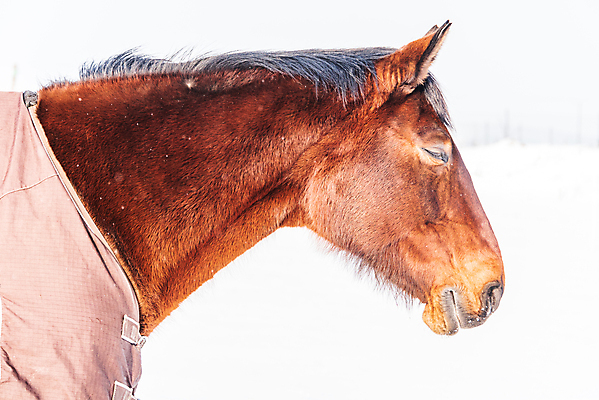 포토 JPG 해외이미지 동물 계절 겨울 밭 오렌지 포장 날씨 사람없음 야외 태양 농경지 갈색 걷기 맑음 가축 추위 안개 흰색 시골 잠 닫기 옷입기 장면 동물상 눈내림 해외포토 자연요소 컬러 농업 과일 모션 눈_날씨 조형물 농장 파일형식 이미지허브