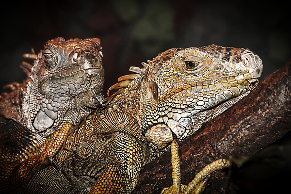 포토 JPG 해외이미지 나무 동물 척추동물 야생동물 파충류 자연 생물 동물원 사람없음 야외 초록색 반려동물 컬러풀 환경 용 피부 도마뱀 육식동물 스파이크 동물상 이국적 해외포토 식물 컬러 신체부위 조형물 생태계 파일형식 이미지허브