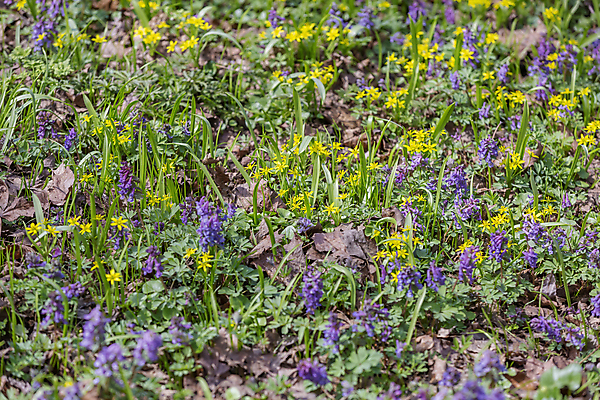 포토 JPG 해외이미지 식물 계절 꽃잎 꽃 백그라운드 잎 꽃무늬 밭 자연 잔디 사람없음 야외 초록색 빛 컬러풀 뷰티 환경 정원 봄 성장 벚꽃 신선 개화 내추럴 해외포토 컬러 무늬 농업 생태계 파일형식 이미지허브