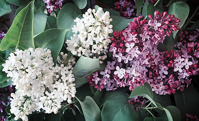 포토 JPG 해외이미지 나무 식물 계절 공원 꽃잎 꽃 꽃다발 백그라운드 잎 꽃무늬 자연 사람없음 야외 장식 초록색 여름 뷰티 정원 보라색 봄 벚꽃 흰색 나뭇가지 개화 다발 라일락 엘리먼트 진통제 카피스페이스 해외포토 공공시설 컬러 무늬 약 공백 생태계 파일형식 이미지허브