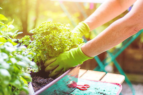포토 JPG 해외이미지 식물 꽃 농업 채소 손가락 건강 관리 종류 사람없음 목재 초록색 주방 정원 흙 봄 성장 시골 신선 맛 허브 준비 유기농 원예 상승 국산 건강식 내추럴 밭일 영양분 원예사 해외포토 나무 직업 손 웰빙 계절 산업 음식 컬러 컨셉 재료 취미 파일형식 이미지허브