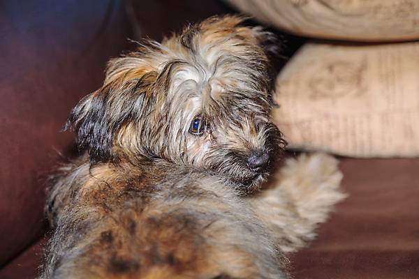 포토 JPG 해외이미지 동물 1 응시 포스터 백그라운드 포유류 놀이 털 사람없음 반려동물 장난감 갈색 봄 회색 흰색 개 강아지 작음 요크셔테리어 테리어 만족 호기심 귀 해외포토 시선 계절 감정 컬러 컨셉 신체부위 크기 파일형식 이미지허브