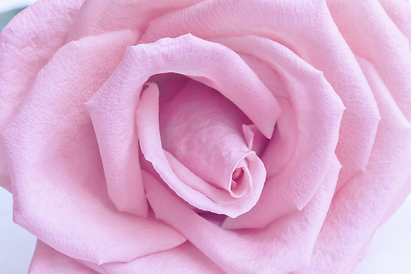 포토 JPG 해외이미지 식물 계절 꽃잎 꽃 분홍색 잎 사람없음 빨간색 장미 정원 봄 축하 신선 개화 큼 주기 향기 핵심 해외포토 컬러 컨셉 모션 크기 냄새 파일형식 이미지허브