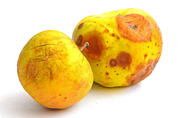 포토 JPG 해외이미지 음식 과일 사람없음 노란색 손상 고통 가을 흰색 주름 지저분함 사과 피부 유기농 시들음 낭비 내추럴 나쁜 고립 옛날 해로움 못생김 해외포토 웰빙 계절 감정 컬러 컨셉 신체부위 감각 파일형식 이미지허브