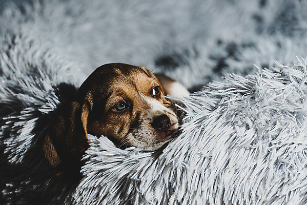 포토 JPG 해외이미지 동물 응시 공원 행복 백그라운드 포유류 자연 놀이 주택 털 사랑 성인 사람없음 야외 여름 친구 반려동물 갈색 귀여움 봄 우정 흰색 개 달콤 강아지 작음 혀 흰배경 사냥개 비글 슛 몸단장 송곳니 거짓말 고립 기르기 유래 해외포토 시선 계절 공공시설 감정 컬러 컨셉 관계 사람 건물 입 맛 치아 크기 생태계 돌봄 파일형식 이미지허브