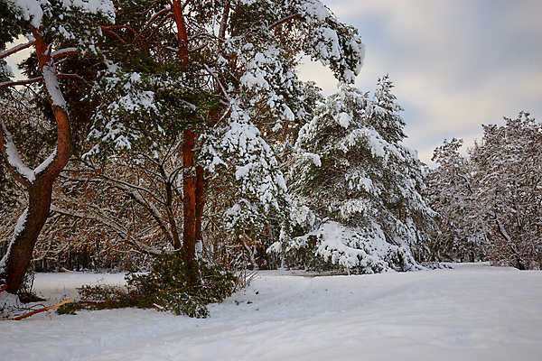 포토 JPG 해외이미지 나무 계절 공원 길 백그라운드 겨울 자연 날씨 풍경 사람없음 야외 목재 파란색 얼음 추위 가을 흰색 나뭇가지 소나무 숲 위험 오솔길 12월 서리 폭풍 눈보라 1월 내추럴 2월 깨짐 삼림지대 선로 재앙 폭설 눈내림 해외포토 자연요소 식물 공공시설 컬러 컨셉 재료 눈_날씨 날짜 자연재해 생태계 파일형식 이미지허브