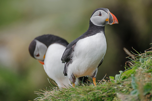 포토 JPG 해외이미지 동물 유럽 야생동물 바다 섬 여행 자연 조류 추상 아이슬란드 국립공원 해변 사람없음 야외 물 여름 환경 주먹 광대 원형 황무지 보호 북극 빙하 부리 앵무새 북쪽 서식지 식민지 해외포토 자연요소 도형 계절 공원 나라 컨셉 무늬 모션 극지방 방향 생태계 파일형식 이미지허브