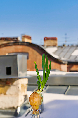 포토 JPG 해외이미지 식물 계절 음식 줄기 겨울 농업 채소 창문 자연 양파 주택 건강 사람없음 초록색 새싹 환경 봄 수확 성장 신선 냄비 유기농 원예 내추럴 생태학 채식주의자 해외포토 웰빙 교육 산업 컬러 취미 건물 솥 생태계 채식 파일형식 이미지허브