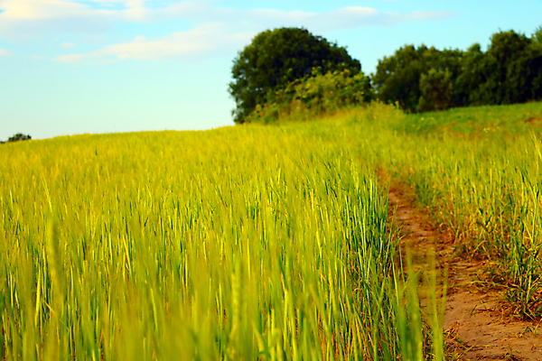 포토 JPG 해외이미지 식물 계절 백그라운드 밭 농업 자연 하늘 바람 옥수수 잔디 사람없음 야외 초록색 파란색 컬러풀 햇빛 태양 뷰티 농장 환경 정원 맑음 봄 성장 시골 신선 땅 밀 장면 천국 내추럴 밭일 평야 수평선 해외포토 자연요소 산업 컬러 날씨 곡류 생태계 파일형식 이미지허브