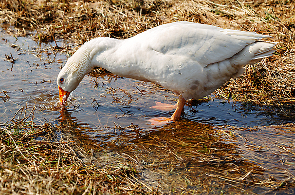 포토 JPG 해외이미지 동물 음료 백그라운드 자연 조류 주택 사람없음 야외 물 강 봄 웅덩이 옛날 해외포토 자연요소 계절 건물 생태계 파일형식 이미지허브