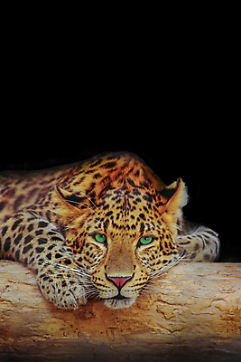 포토 JPG 해외이미지 나무 한마리 응시 야생동물 아프리카 검은배경 실내 사람없음 맹수 표범 해외포토 식물 동물 1 시선 나라 백그라운드 포유류 내부 검은색 파일형식 이미지허브