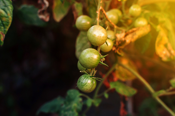 포토 JPG 해외이미지 식물 잡화 음식 백그라운드 잎 농업 토마토 채소 자연 건강 요리 사람없음 야외 빨간색 초록색 여름 농작물 햇빛 태양 정원 이탈리아 샐러드 수확 성장 신선 체리 선택 달콤 맛 먹기 준비 유기농 원예 포도나무 내추럴 숙성 온실 해외포토 자연요소 웰빙 계절 유럽 산업 컬러 컨셉 과일 모션 취미 과일나무 생태계 파일형식 이미지허브