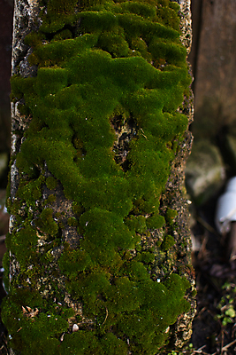 포토 JPG 해외이미지 나무 식물 공원 지구 선 백그라운드 컨셉 패턴 자연 벽지 표면 추상 요정 이끼 사람없음 야외 목재 초록색 빛 갈색 평화 환경 힘 젖음 성장 거친 숲 피부 묘사 명상 질감 나무껍질 공상 내추럴 그런지 신맛 옛날 해외포토 공공시설 컬러 무늬 재료 신체부위 껍질 맛 생태계 파일형식 이미지허브