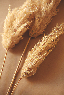 포토 JPG 해외이미지 식물 계절 줄기 백그라운드 잎 겨울 오렌지 자연 사람없음 목재 여름 뷰티 갈색 노란색 정원 검은색 봄 성장 가을 흰색 나뭇가지 황금 유연 깃털 질감 내추럴 해외포토 나무 컬러 과일 재료 생태계 파일형식 이미지허브