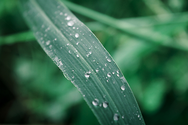 포토 JPG 해외이미지 식물 라이프스타일 계절 꽃 백그라운드 단풍 잎 겨울 자연 아침 날씨 추상 사람없음 아웃포커스 가로 물 여름 빛 컬러풀 햇빛 뷰티 환경 거품 젖음 성장 신선 액체 떨어짐 이슬 빗방울 사회이슈 순수 환경보전 유기농 해외포토 주간 자연요소 웰빙 컬러 컨셉 무늬 촬영기법 생활 태양 비_날씨 생태계 파일형식 이미지허브