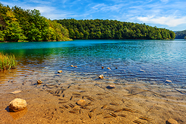포토 JPG 해외이미지 나무 계절 공원 유럽 호수 여행 백그라운드 자연 어류 풍경 사람없음 야외 초록색 물 여름 컬러풀 반사 환경 봄 가을 연못 크로아티아 생태학 슬라이드 스플래쉬 해외포토 자연요소 식물 공공시설 교육 나라 컬러 수중동물 생태계 파일형식 이미지허브