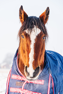 포토 JPG 해외이미지 동물 계절 겨울 밭 오렌지 포장 날씨 사람없음 야외 태양 농경지 갈색 걷기 맑음 가축 일몰 추위 안개 흰색 시골 닫기 옷입기 장면 동물상 눈내림 해외포토 자연요소 컬러 농업 과일 모션 눈_날씨 조형물 농장 노을 파일형식 이미지허브