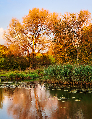 포토 JPG 해외이미지 나무 계절 공원 호수 백그라운드 잎 오렌지 자연 하늘 풍경 사람없음 야외 목재 초록색 물 반사 노란색 일몰 가을 연못 황금 장면 내추럴 해외포토 자연요소 식물 공공시설 컬러 과일 재료 노을 생태계 파일형식 이미지허브