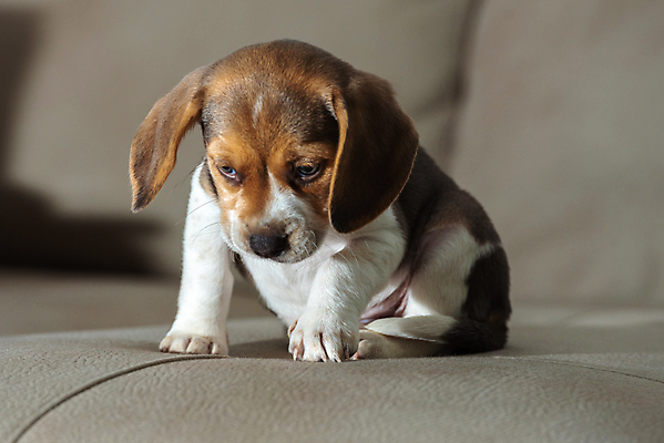 포토 JPG 해외이미지 동물 응시 공원 행복 백그라운드 포유류 자연 놀이 주택 털 사랑 성인 사람없음 야외 친구 반려동물 갈색 귀여움 봄 우정 흰색 개 달콤 강아지 작음 혀 흰배경 사냥개 비글 슛 몸단장 송곳니 거짓말 고립 기르기 유래 해외포토 시선 계절 공공시설 감정 컬러 컨셉 관계 사람 건물 입 맛 치아 크기 생태계 돌봄 파일형식 이미지허브