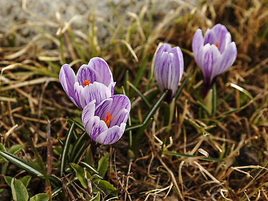포토 JPG 해외이미지 식물 계절 꽃잎 꽃 분홍색 잎 자연 사람없음 야외 초록색 빛 햇빛 뷰티 새싹 정원 보라색 페인트 봄 성장 벚꽃 4월 오브젝트 속도 원예 질감 내추럴 땅바닥 해외포토 컬러 바닥 취미 태양 날짜 생태계 파일형식 이미지허브