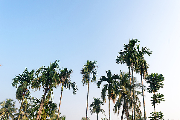 포토 JPG 해외이미지 디자인 바다 로우앵글 섬 여행 백그라운드 단풍 하늘 바람 휴가 휴식 사람없음 장식 초록색 관광지 햇빛 태양 환경 맑음 고요 황혼 일몰 열대과일 환경보전 천국 석호 카리브해 고립 열대기후 이국적 파라다이스 해외포토 자연요소 뷰포인트 컬러 컨셉 잎 과일 날씨 노을 사회이슈 파일형식 이미지허브