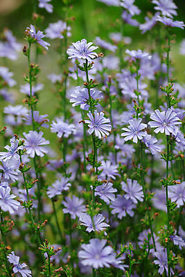 포토 JPG 해외이미지 식물 꽃 음료 음식 밭 재료 자연 건강 사람없음 초록색 여름 파란색 농작물 수확 성장 벚꽃 나뭇가지 개화 내추럴 치커리 해외포토 나무 계절 컬러 농업 채소 생태계 파일형식 이미지허브