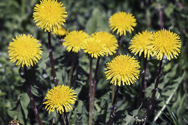포토 JPG 해외이미지 식물 계절 꽃잎 꽃 지구 백그라운드 잎 자연 아침 부활절 새로움 풍경 잔디 사람없음 야외 장식 초록색 여름 빛 햇빛 태양 뷰티 노란색 정원 봄 시골 오픈 개화 민들레 향기 해외포토 주간 자연요소 기념일 컬러 컨셉 생태계 냄새 파일형식 이미지허브