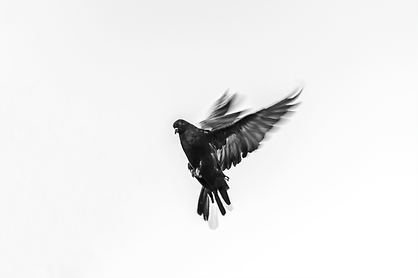 포토 JPG 해외이미지 동물 1 공원 야생동물 백그라운드 2 신체 날개 모션 자연 조류 하늘 부활절 거리 사람없음 야외 목재 뷰티 평화 검은색 희망 침묵 우정 회색 자유 흰색 레이싱 도시 심볼 순수 깃털 싱글 비둘기 부리 신성 고립 무료 착륙 해외포토 나무 공공시설 기념일 감정 컬러 컨셉 재료 시합 친구 소리 생태계 파일형식 이미지허브