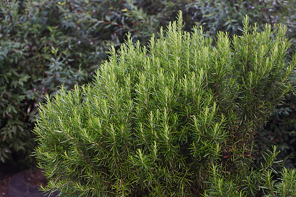 포토 JPG 해외이미지 식물 자연 사람없음 초록색 여름 정원 나뭇가지 신선 향신료 로즈메리 해외포토 나무 계절 컬러 허브 생태계 향미료 파일형식 이미지허브