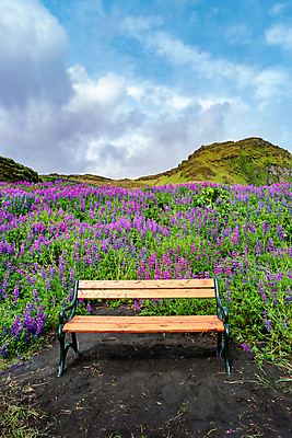 포토 JPG 해외이미지 꽃 유럽 바다 섬 여행 벤치 자연 산 아이슬란드 이끼 풍경 사람없음 야외 물 여름 환경 탑 트래킹 캠핑 하이킹 자유 기둥 북극 배낭여행 빙하 화산 장면 민화 해외포토 자연요소 식물 건축물 계절 건축 나라 컨셉 의자 레저 극지방 그림 생태계 파일형식 이미지허브