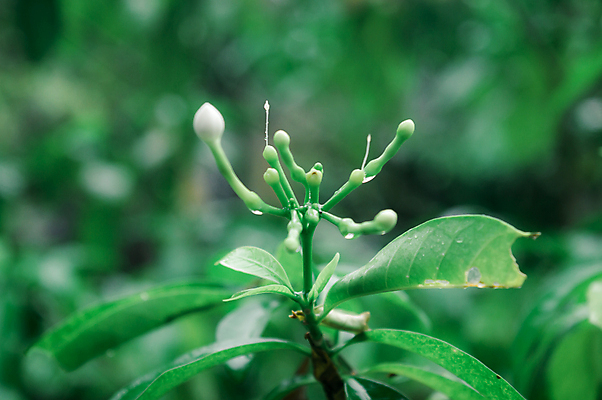 포토 JPG 해외이미지 나무 식물 계절 꽃잎 꽃 음식 백그라운드 단풍 잎 농업 과일 하늘 날씨 사람없음 물 햇빛 농장 환경 정원 봄 젖음 성장 벚꽃 물방울 농촌 신선 떨어짐 이슬 빗방울 순수 유기농 꽃가루 열대기후 화창 해외포토 자연요소 웰빙 산업 컨셉 태양 시골 비_날씨 가루 파일형식 이미지허브