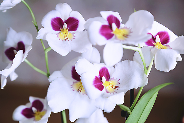 포토 JPG 해외이미지 식물 디자인 꽃잎 꽃 줄기 백그라운드 잎 창문 자연 주택 사람없음 내부 장식 빨간색 초록색 흰색 커튼 그룹 난초 플랫 사색 제비 이국적 스타일 카피스페이스 해외포토 컬러 생각 조류 건물 공백 생태계 파일형식 이미지허브