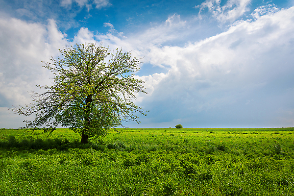 포토 JPG 해외이미지 나무 구름 계절 백그라운드 잎 밭 자연 하늘 날씨 파노라마 풍경 사람없음 초록색 여름 파란색 빛 환경 맑음 봄 시골 신선 땅 언덕 싱글 내추럴 수평선 해외포토 자연요소 식물 컬러 농업 촬영기법 생태계 파일형식 이미지허브