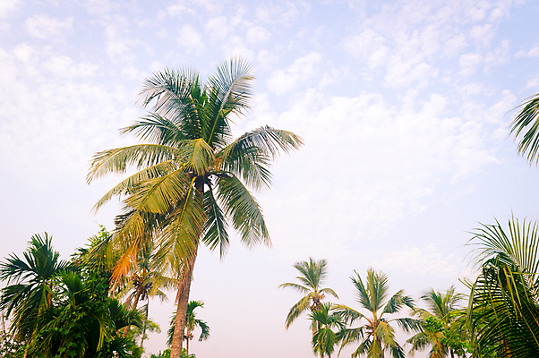 포토 JPG 해외이미지 나무 계절 바다 로우앵글 섬 여행 백그라운드 단풍 하늘 바람 휴가 사람없음 야외 초록색 파란색 관광지 야자수 햇빛 태양 환경 맑음 일몰 봄 성장 열대과일 환경보전 열대기후 이국적 수평선 해외포토 자연요소 식물 뷰포인트 컬러 잎 과일 날씨 노을 사회이슈 파일형식 이미지허브