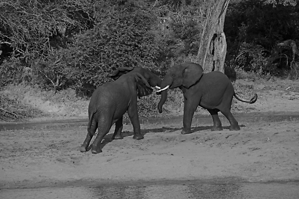 포토 JPG 해외이미지 동물 여자 남자 야생동물 여행 포유류 아프리카 자연 초식동물 코끼리 사람없음 야외 걷기 환경 아기 황무지 보호 큼 사파리 환경보전 상아 멸종 서식지 내추럴 남아프리카 사바나 생태학 해외포토 교육 나라 컨셉 모션 사람 크기 사회이슈 생태계 파일형식 이미지허브