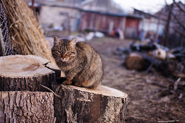 포토 JPG 해외이미지 동물 라이프스타일 응시 행복 얼굴 포유류 자연 넥타이 휴식 바닥 털 흑백 앉기 잔디 사람없음 야외 목재 초록색 반려동물 정원 고양이 꿈 백발 흰색 잠 숲 만족 통나무 얼룩무늬 해외포토 나무 식물 헤어스타일 시선 잡화 감정 컬러 컨셉 무늬 재료 모션 촬영기법 생활 신체부위 생태계 파일형식 이미지허브