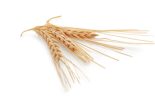 포토 JPG 해외이미지 식물 클리핑패스 음식 재료 자연 사람없음 농작물 수확 낟알 시리얼 보리 고립 숙성 해외포토 농업 곡류 생태계 파일형식 이미지허브