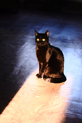 포토 JPG 해외이미지 스튜디오촬영 동물 척추동물 응시 백그라운드 포유류 검은배경 생물 털 앉기 사람없음 반려동물 검은색 고양이 가축 작음 큼 발사 모피 자르기 콧수염 솜털 혼자 해외포토 시선 컬러 모션 수염 실내 크기 파일형식 이미지허브