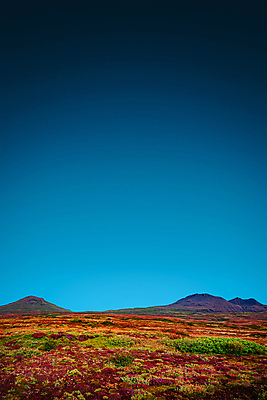 포토 JPG 해외이미지 꽃 섬 여행 자국 자연 하늘 휴가 산 아이슬란드 이끼 풍경 사람없음 야외 여름 컬러풀 환경 트래킹 하이킹 자유 가을 바위 황무지 고독 북극 빙하 화산 장면 분화구 멀리 고립 수평선 카피스페이스 해외포토 식물 계절 감정 유럽 컬러 컨셉 레저 공백 돌_바위 극지방 생태계 파일형식 이미지허브