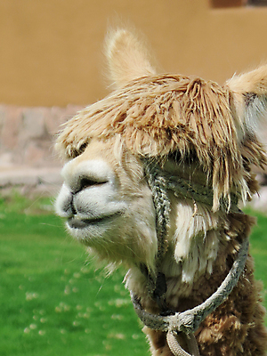 포토 JPG 해외이미지 동물 1 얼굴 야생동물 여행 포유류 산 털 동물원 사람없음 야외 농장 갈색 머리 가축 시골 남아메리카 닫기 솜털 동물상 라마 알파카 잉카 페루 해외포토 컬러 농업 모션 아메리카 신체부위 조형물 파일형식 이미지허브