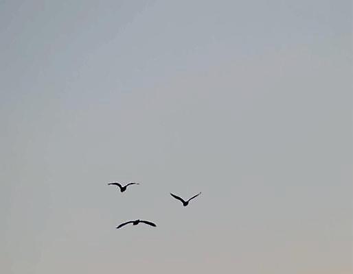 EPS 해외이미지 동물 편집 디자인 실루엣 야생동물 백그라운드 컨셉 날개 일러스트 자연 조류 하늘 추상 야외 그래픽 장식 여름 태양 평화 일출 검은색 봄 자유 흰색 그룹 수집 심볼 깃털 사인 그림 비둘기 내추럴 고립 동물상 엘리먼트 많음 해외일러스트 자연요소 계절 컬러 무늬 촬영기법 조형물 노을 생태계 파일형식 벡터 이미지허브