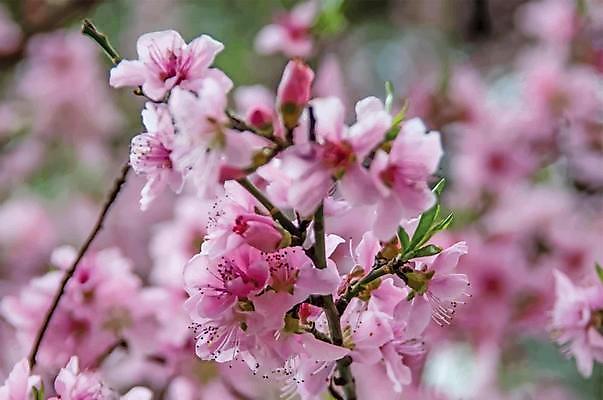 EPS 해외이미지 식물 디자인 계절 꽃잎 꽃 백그라운드 컨셉 잎 꽃무늬 일러스트 자연 벽지 미술 풍경 야외 그래픽 장식 초록색 컬러풀 환경 정원 봄 수확 성장 벚꽃 흰색 나뭇가지 신선 신용카드 개화 원예 장면 내추럴 고립 엘리먼트 해외일러스트 나무 컬러 무늬 농업 문화예술 취미 금융 생태계 파일형식 벡터 이미지허브