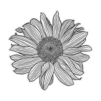 EPS 해외이미지 식물 디자인 계절 꽃잎 꽃 선 꽃무늬 밭 농업 일러스트 자연 해바라기 잉크 미술 그래픽 장식 연필 유행 정원 검은색 봄 흰색 인쇄 스케치 문신 라인아트 싱글 그림 질감 데이지 윤곽 거베라 판화 고립 엘리먼트 캐모마일 스타일 해외일러스트 산업 컬러 무늬 문화예술 학용품 필기구 허브 생태계 파일형식 벡터 이미지허브