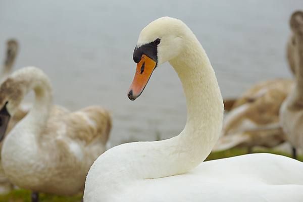 포토 JPG 해외이미지 주간 호수 여러마리 사람없음 야외 아웃포커스 백조 해외포토 자연요소 다수 조류 촬영기법 파일형식 이미지허브