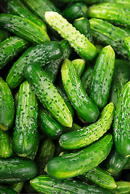 포토 JPG 해외이미지 채소 오이 사람없음 초록색 가득함 많음 해외포토 컬러 컨셉 파일형식 이미지허브